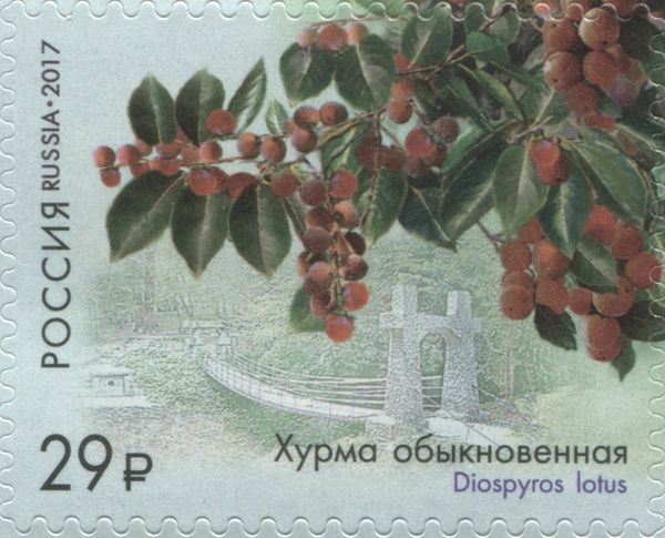 Date Plum (Diospyros lotus)