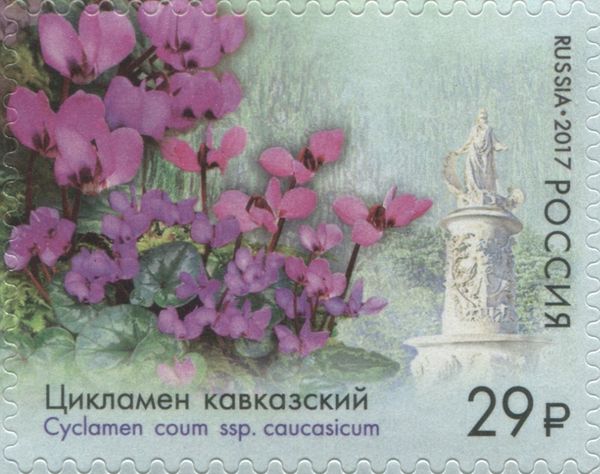 Cyclamen of the Caucasus (Cyclamen coum ssp. caucasicum)