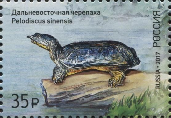 Chinese Pond Turtle (Pelodiscus sinensis)