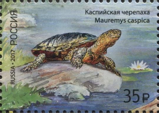 Caspian Turtle (Mauremys caspica)