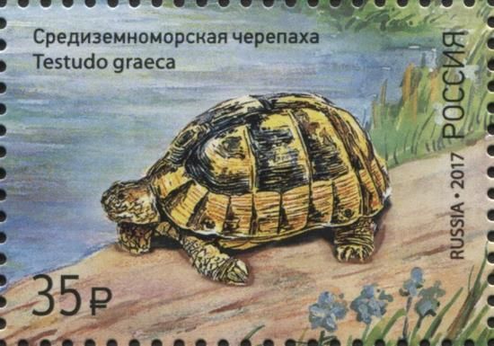Common Tortoise (Testudo graeca)