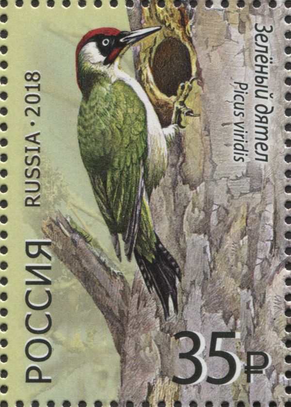 Green Woodpecker (Picus viridis)