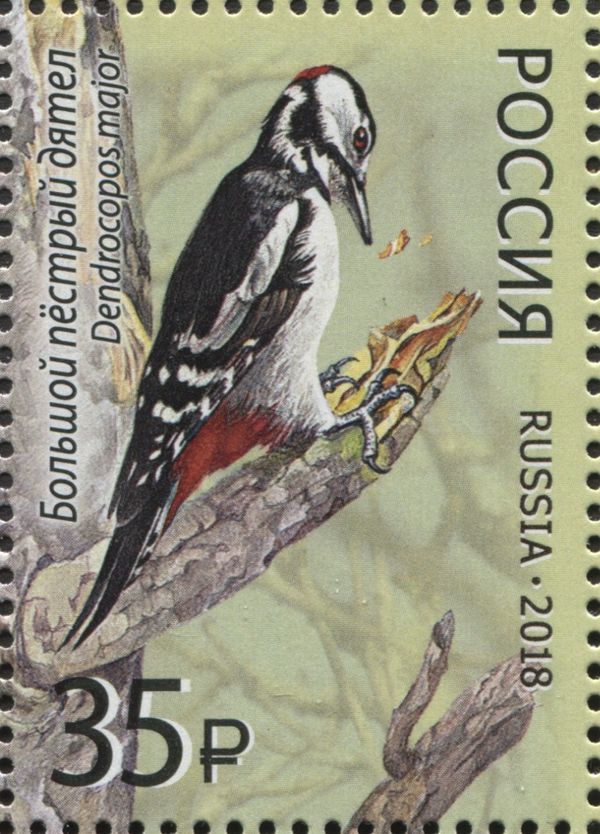 Great Spotted Woodpecker (Dendrocopos major)