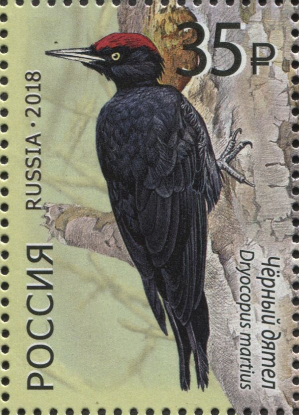 Black Woodpecker (Dryocopus martius)