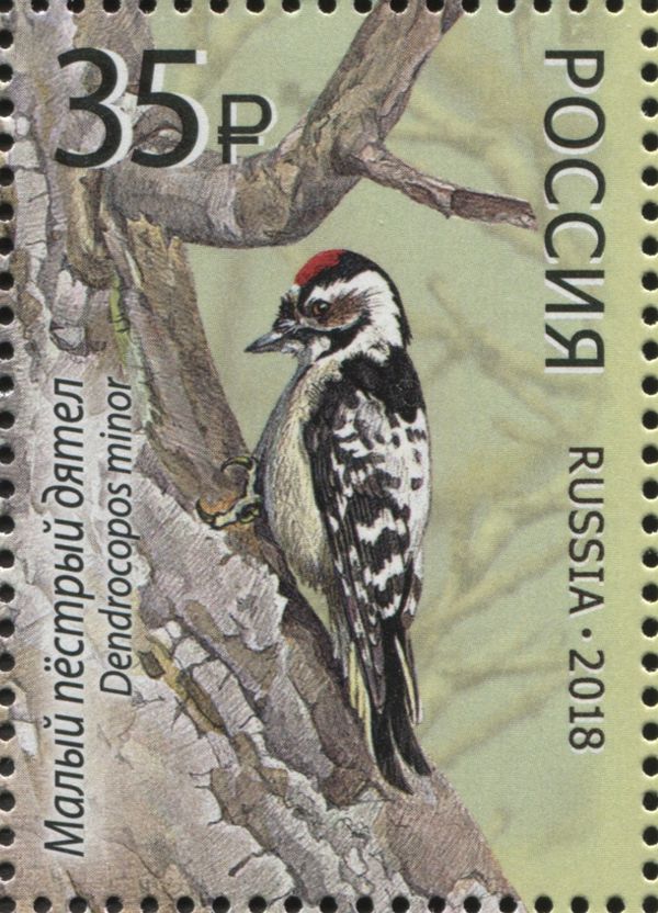 Lesser Spotted Woodpecker (Dendrocopos minor)