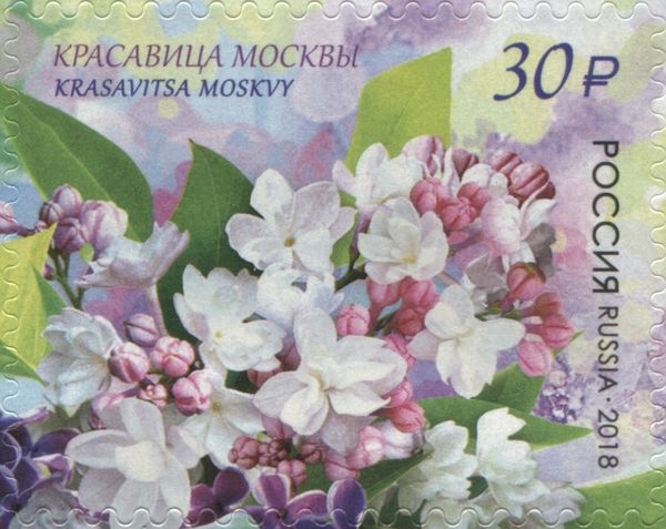Krasavitsa Moskvy (Moscow Beauty)