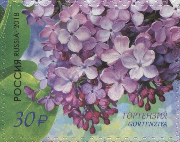 Hortensia