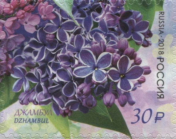 Dzhambul