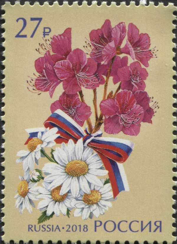 Leucanthemum vulgare and rhododendron dauricum
