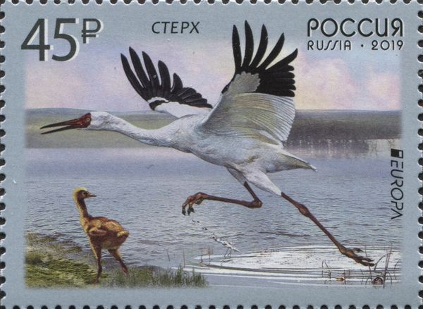 Siberian Crane (Leucogeranus leucogeranus)