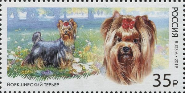 Yorkshire Terrier (Canis lupus familiaris)