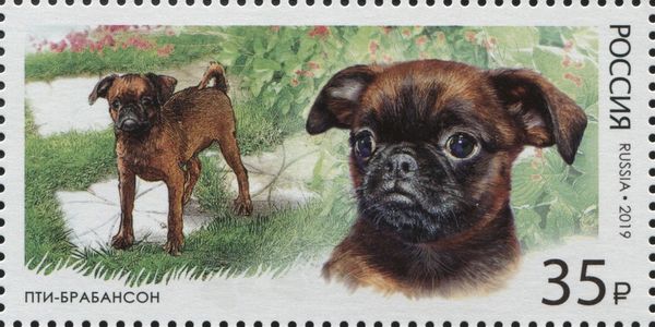 Petit Brabançon (Canis lupus familiaris)