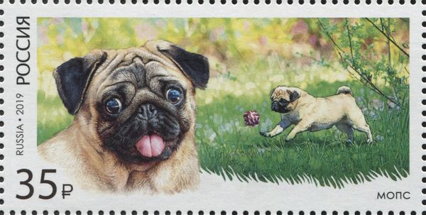 Pug (Canis lupus familiaris)