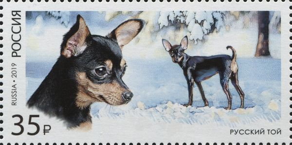 Russian Toy (Canis lupus familiaris)
