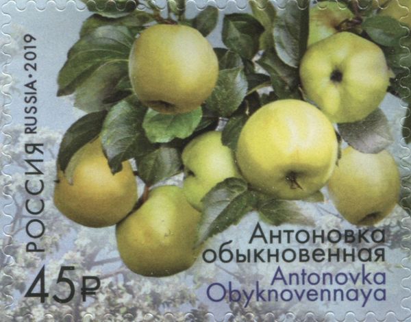 Antonovka Obyknovennaya