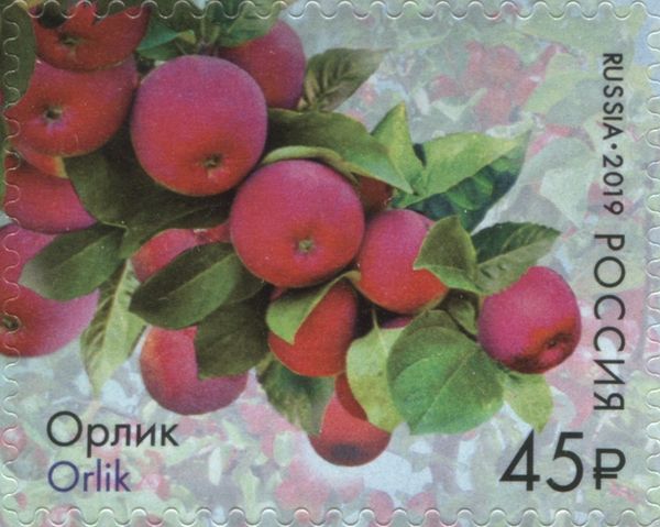 Orlik