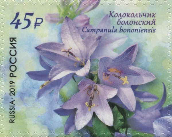 Bologna Bellflower (Campanula bononiensis)