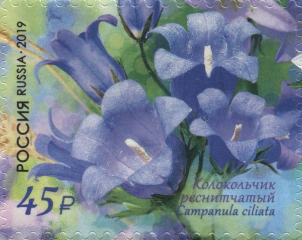 Ciliated Bellflower (Campanula ciliata)