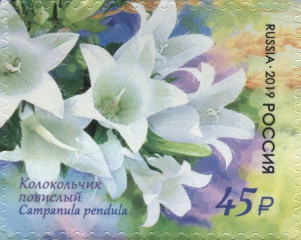 Pendulous Bellflower (Campanula pendula)