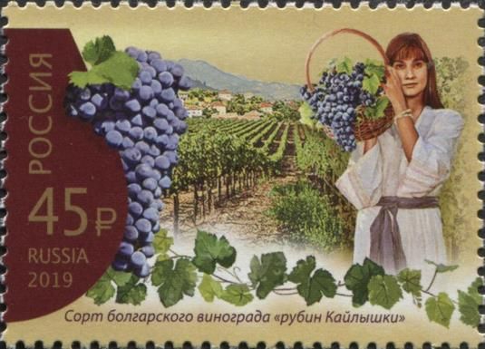Bulgarian Grape Variety - Ruby Kalyshkin