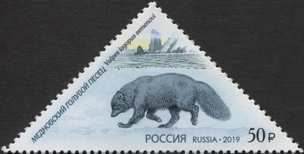 Blue Arctic Fox (Alopex lagopus semenovi)