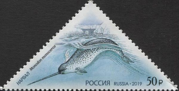 Narwhal (Monodon monoceros)