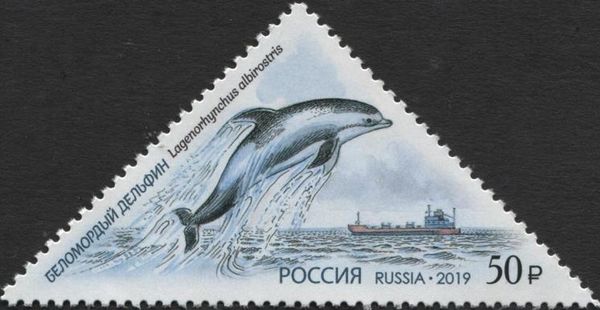 White-beaked Dolphin (Lagenorhynchus albirostris)
