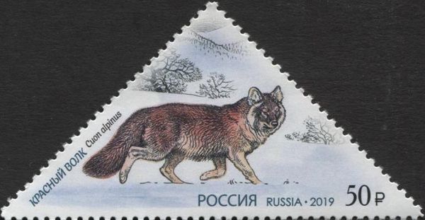 Red Wolf (Cuon alpinus)