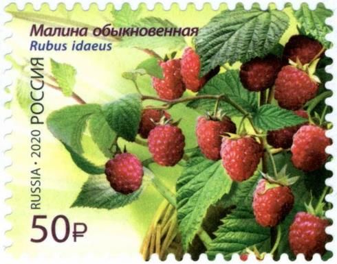 Raspberry (Rubus idaeus)