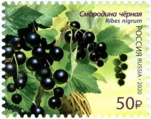 Black Currant (Ribes nigrum)