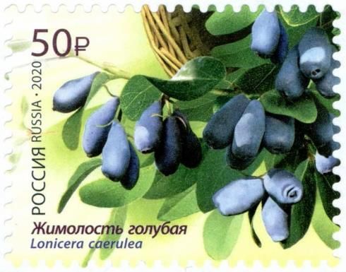 Blue Honeysuckle (Lonicera caerulea)