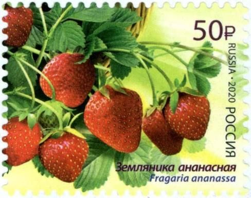 Strawberries (Fragaria ananassa)