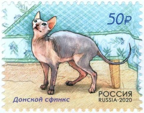 Cats (Don Sphynx)