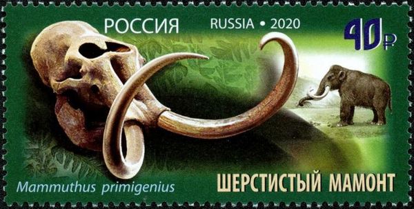 Woolly Mammoth (Mammathus primigenius)