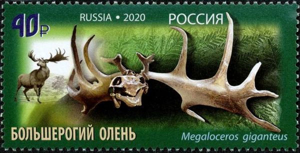 Big-horned Deer (Megaloceros giganteus)