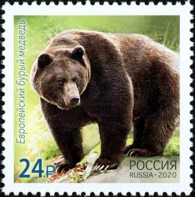 Brown Bear (Ursus arctos)