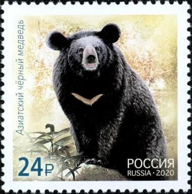 Ussuri Black Bear (Ursus thibetanus ussuricus)