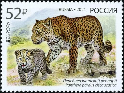 Persian Leopard (Panthera pardus ciscaucasica)