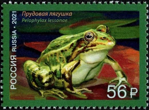 Pool Frog (Pelophylax lessonae)