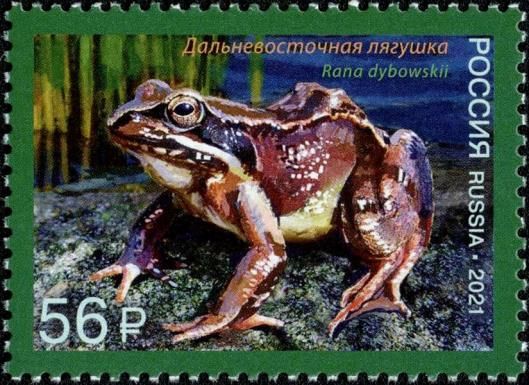 Dybowski's Frog (Rana dybowskii)