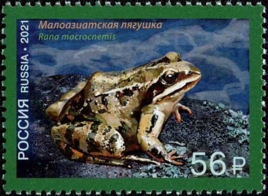 Caucasus Frog (Rana macrocnemis)