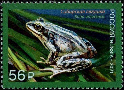 Amur Brown Frog (Rana amurensis)