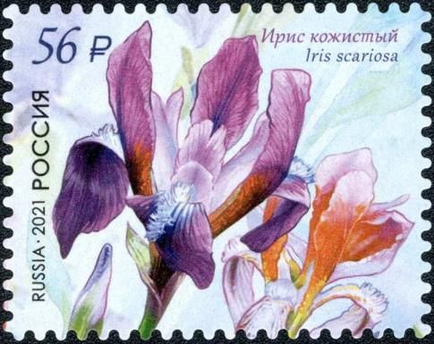 Leathery Iris (Iris scariosa)