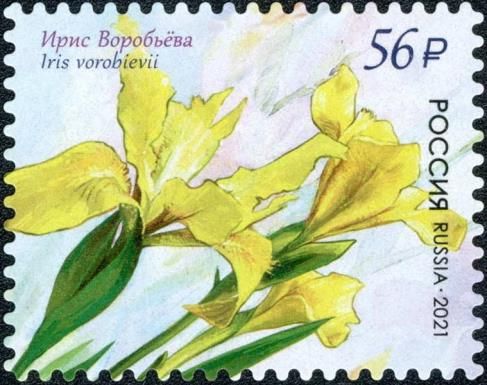Iris vorobievii (Iris vorobievii)