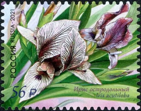 Iris acutiloba (Iris acutiloba)