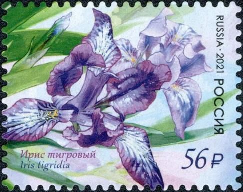 Tiger Iris (Iris tigridia)