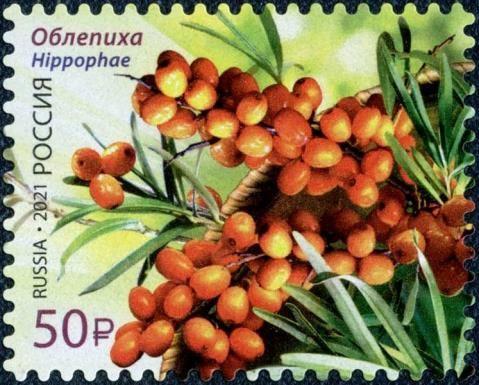 Sea Buckthorn (Hippophae)
