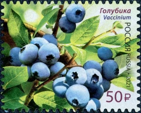 Blueberries (Vaccinium)