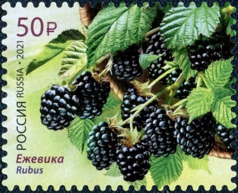 Blackberries (Rubus)
