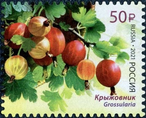 Gooseberries (Grossularia)